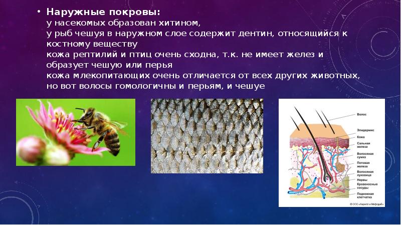 Наружные покровы: у насекомых образован хитином, у рыб чешуя в наружном Наружные покровы: у насекомых образован хитином, у рыб чешуя в наружном