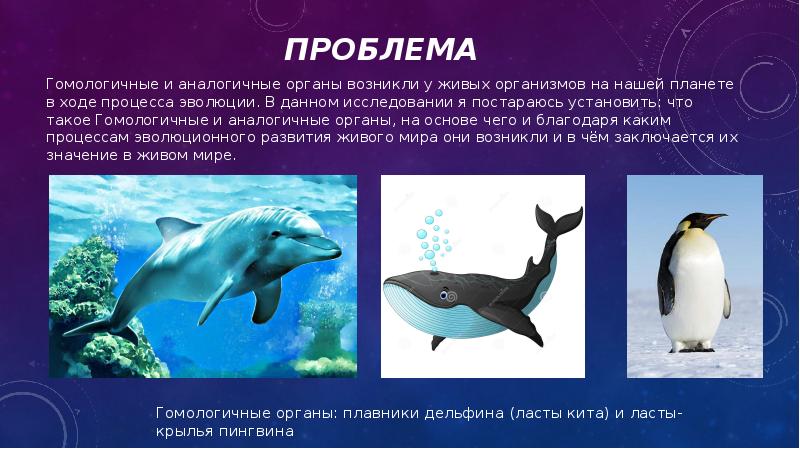 Проблема
Гомологичные и аналогичные органы возникли у живых организмов на нашей Проблема
Гомологичные и аналогичные органы возникли у живых организмов на нашей