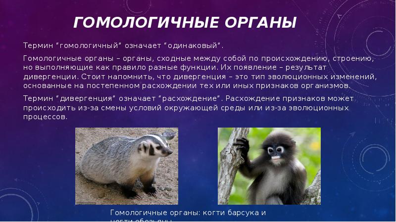Гомологичные органы
Термин “гомологичный” означает “одинаковый”.
Гомологичные органы – органы, сходные Гомологичные органы
Термин “гомологичный” означает “одинаковый”.
Гомологичные органы – органы, сходные