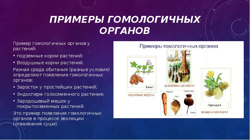 Примеры органов