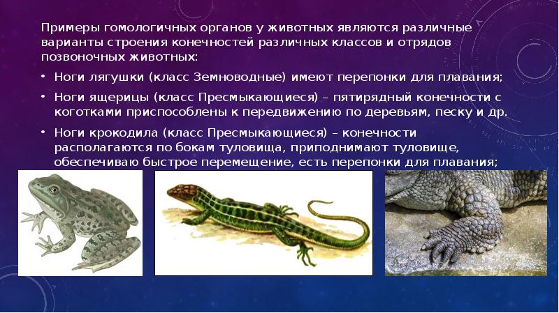 Примеры гомологичных органов у животных являются различные варианты строения конечностей различных Примеры гомологичных органов у животных являются различные варианты строения конечностей различных