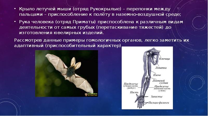 Крыло летучей мыши (отряд Рукокрылые) – перепонки между пальцами – приспособление Крыло летучей мыши (отряд Рукокрылые) – перепонки между пальцами – приспособление