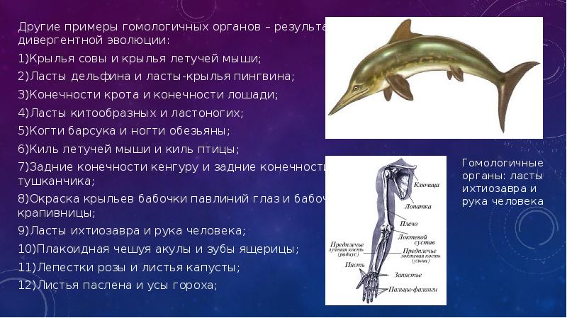 Другие примеры гомологичных органов – результат дивергентной эволюции:
Другие примеры гомологичных Другие примеры гомологичных органов – результат дивергентной эволюции:
Другие примеры гомологичных