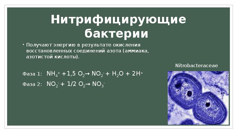 Азотфиксирующие бактерии относятся. Нитрифицирующие бактерии. Нитрифицирующие и азотфиксирующие бактерии. Нитрифицирующие бактерии Тип питания. Нитрифицирующие бактерии картинки.