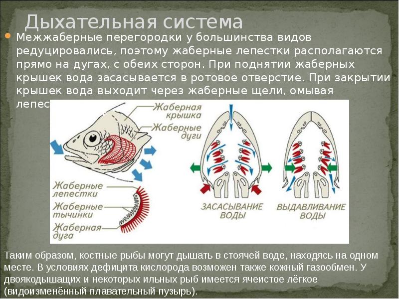 Дыхание рыб схема