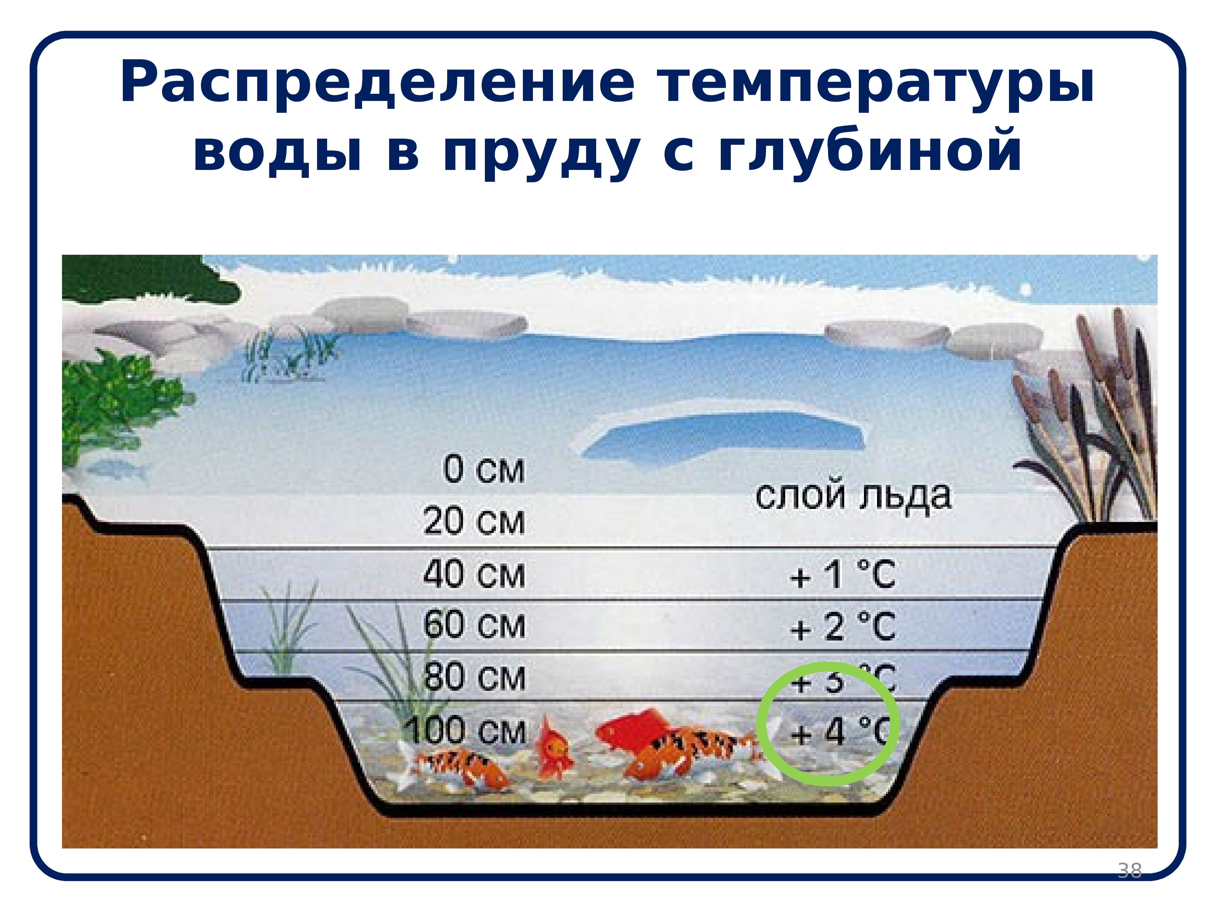 Температура воды 85 градусов. Распределение температуры воды в водоеме. Распределение температур в водоеме. Глубина пруда. Средняя глубина пруда.