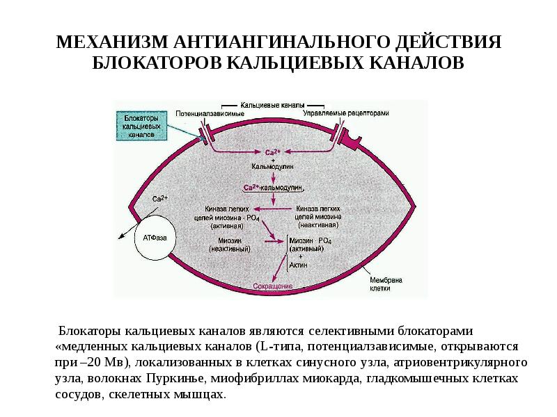 Блокаторы кальциевых каналов презентация