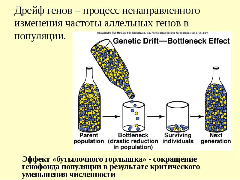 Дрейф генов схема