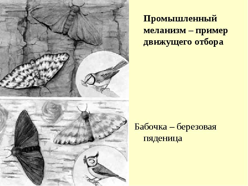 Рассмотрите рисунок с изображением бабочки березовой пяденицы и определите тип приспособления