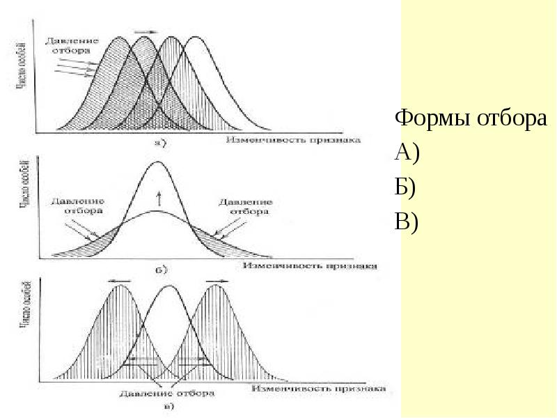 Назовите формы естественного отбора изображенные на диаграммах