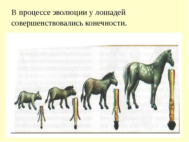 Как называют представленный на рисунке ряд предков современной лошади