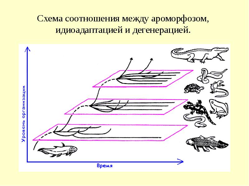 Схема соотношений между ароморфозом идиоадаптацией и дегенерацией