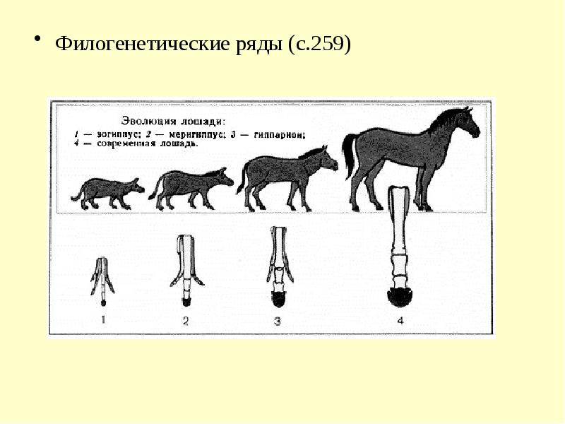 Примеры переходных форм и филогенетических рядов. Филогенетический ряд лошади это палеонтологические. Палеонтологический ряд лошади таблица. История эволюции лошади. Эволюция конечностей предка лошади.