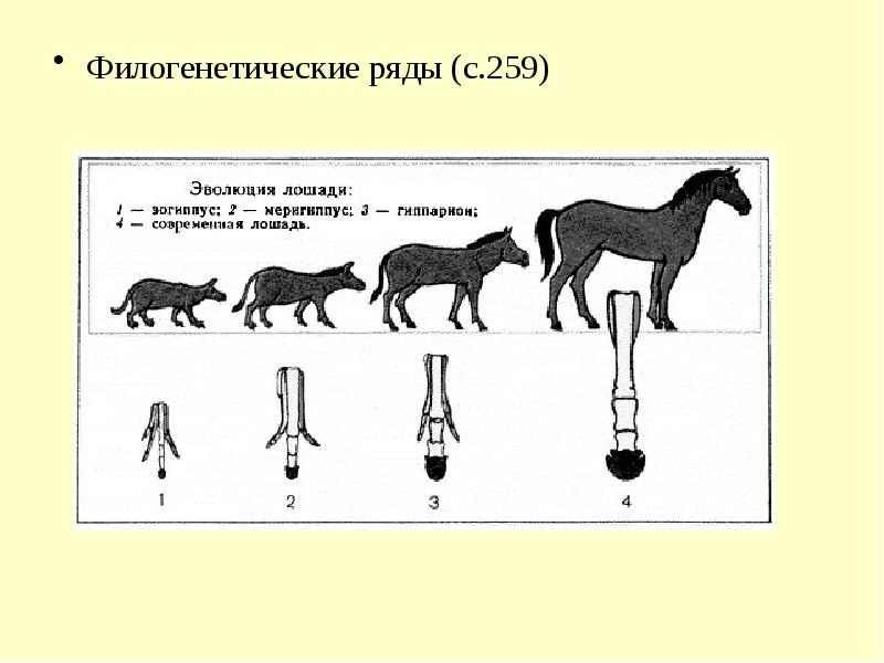 Схема исторического развития лошади какая наука