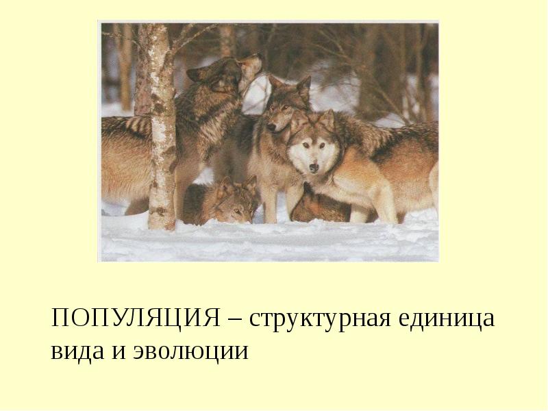 Презентация популяция как единица эволюции 10 класс презентация