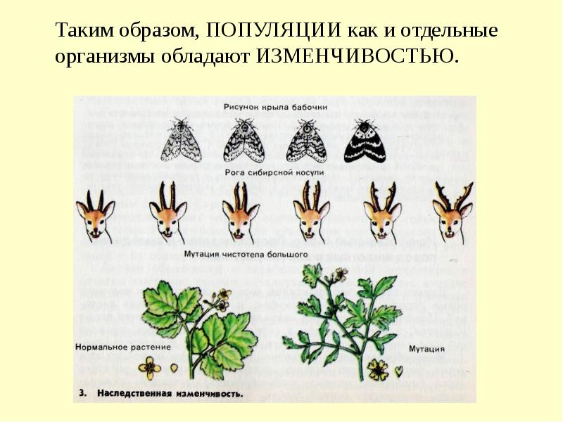 Модификационная изменчивость рисунок