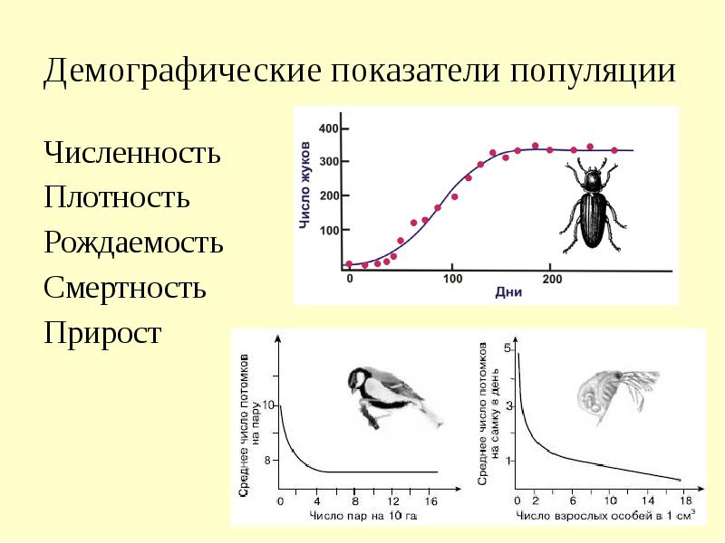 Динамика численности популяции 9 класс презентация