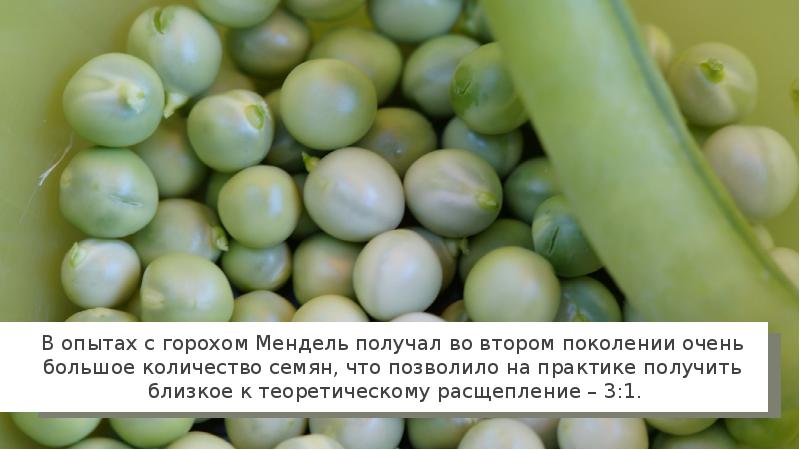 Горох Менделя