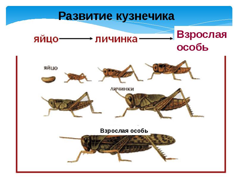 Презентация на тему развитие животных с превращением и без превращения