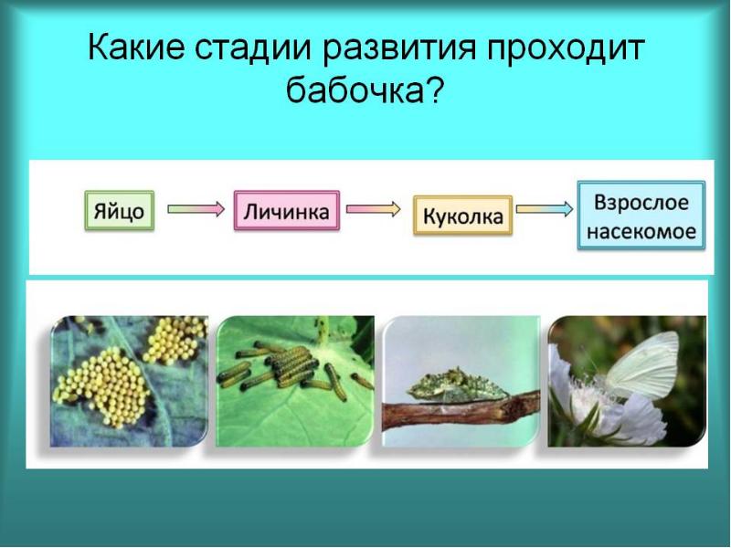 Презентация на тему развитие животных с превращением и без превращения 7 класс