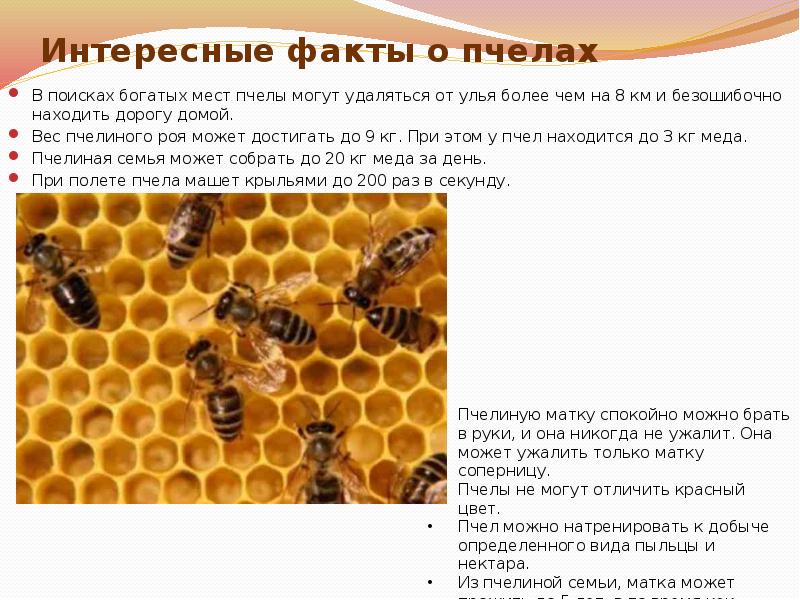 Информация о пчелах 2 класс окружающий. Информация о пчелах. Интересные факты о пчелах. Интересные факты отпчелах. Интересное о пчелах для детей.