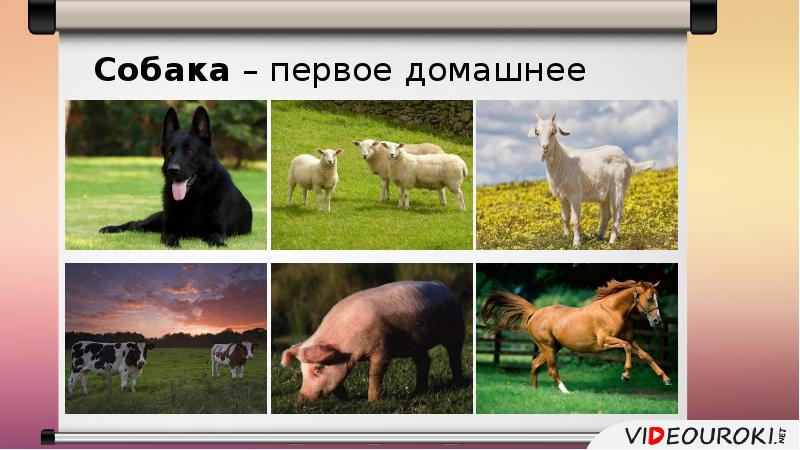 Схема значение млекопитающих