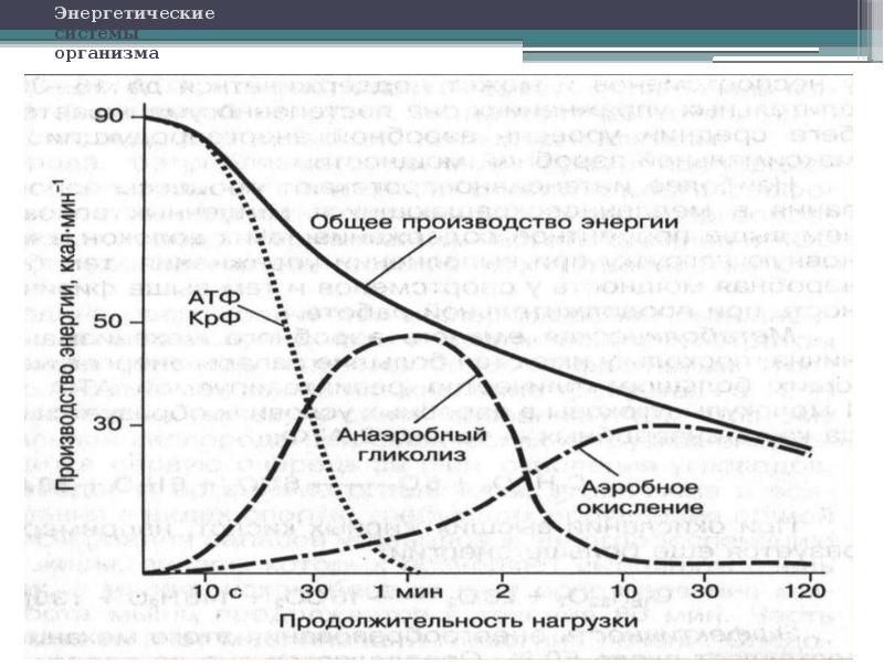 Мощность энергетической системы. Энергетические системы организма. Увеличение объемных нагрузок.