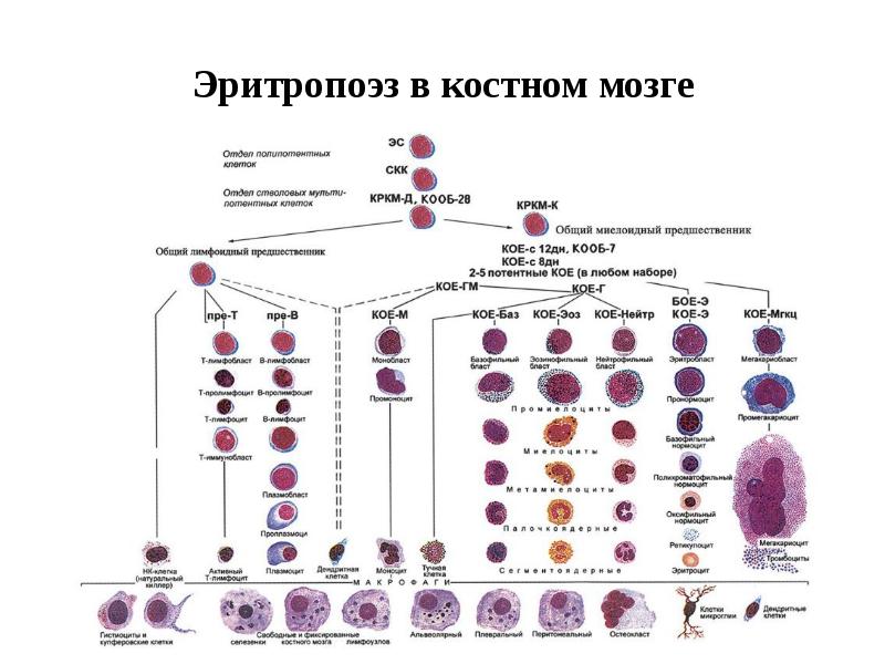 Угнетение эритропоэза