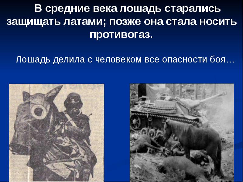 Картинки животные на войне 1941 1945