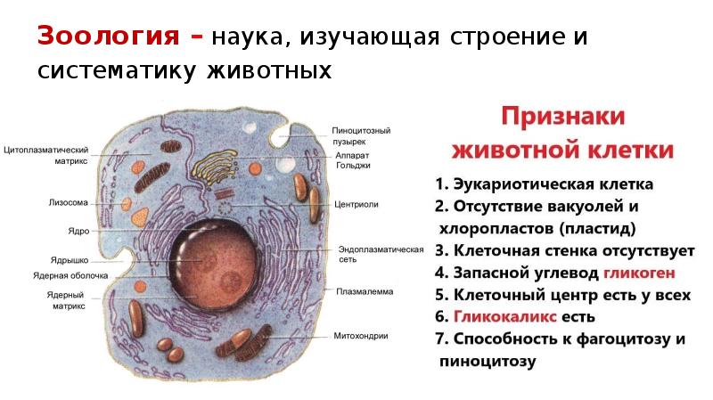 Зоология презентация 7 класс