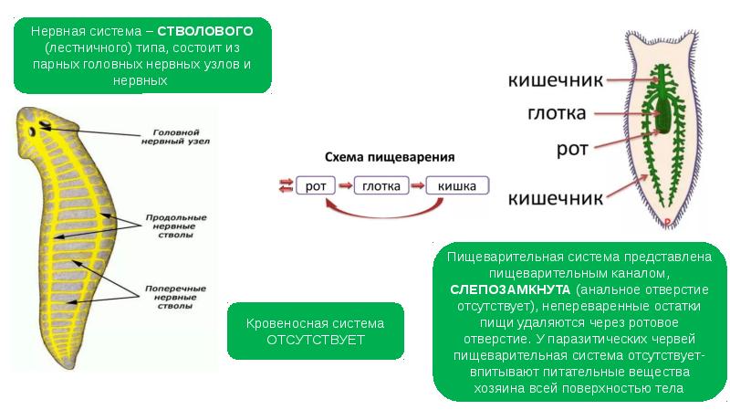 Егэ зоология презентация