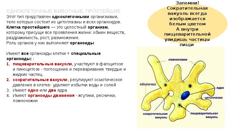 Егэ зоология презентация