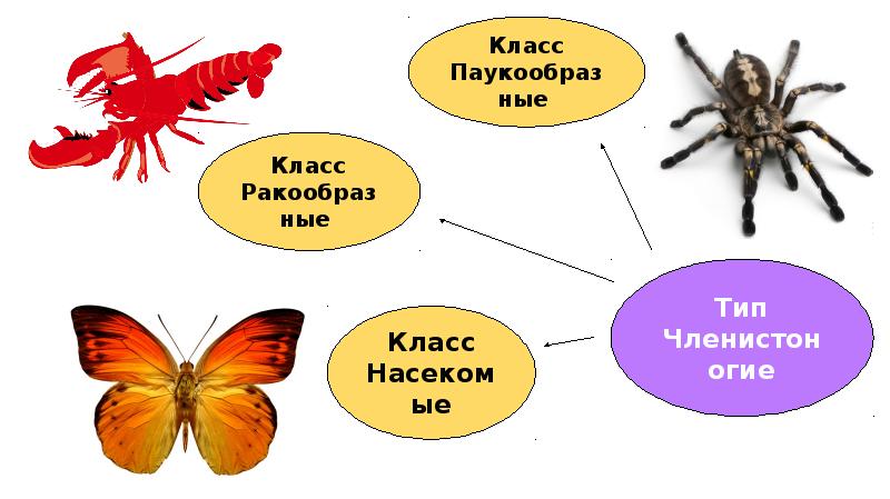 Игры по зоологии презентации