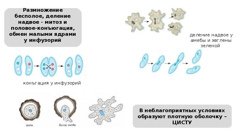 ЗООЛОГИЯ