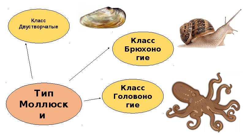 Презентация по зоологии 7 класс