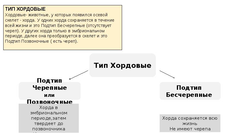 ЗООЛОГИЯ