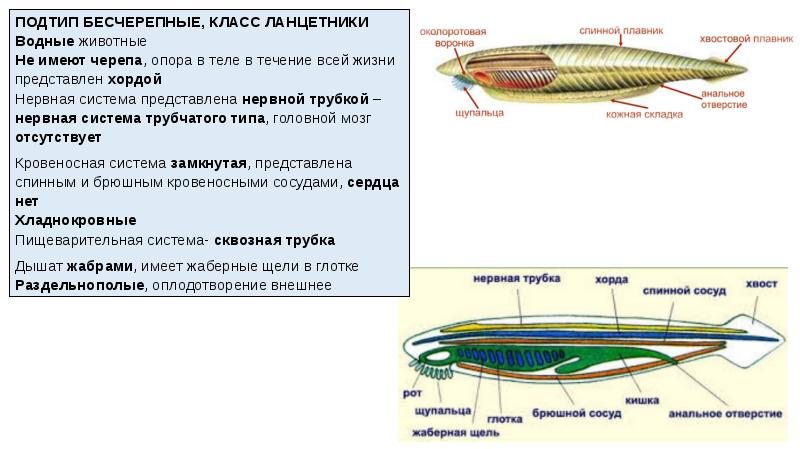 Используя рисунок 47 составьте план рассказа об особенностях строения и образа жизни ланцетников