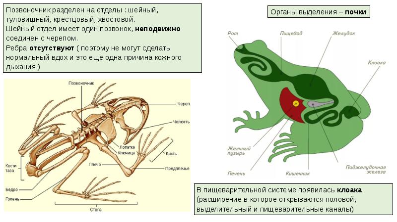 Зоология огэ презентация