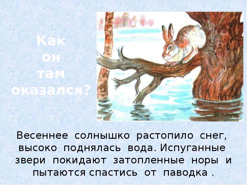 Сочинение по картине комарова наводнение 5 класс по плану с описанием зайца кратко