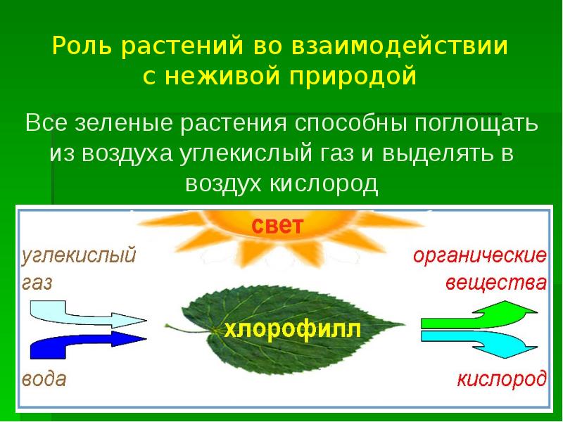 Что поглощают растения