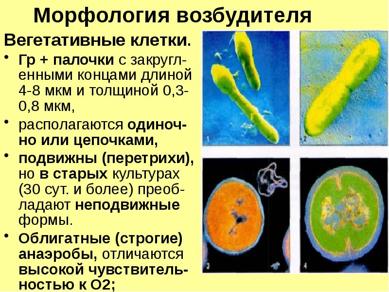 Реферат: Клостридіальна анаеробна інфекція