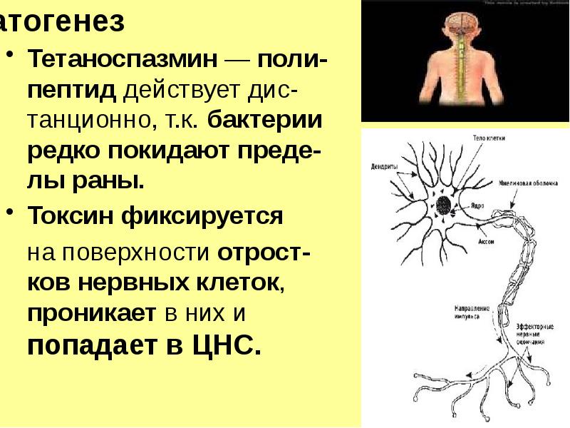 Реферат: Клостридіальна анаеробна інфекція