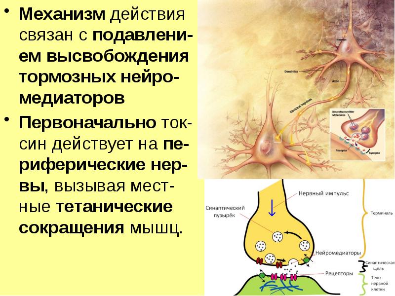 Реферат: Клостридіальна анаеробна інфекція