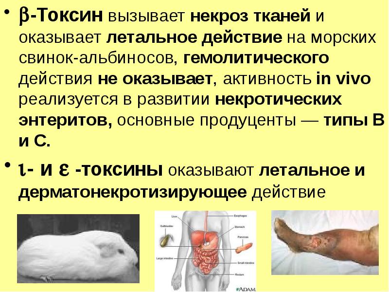 Реферат: Клостридіальна анаеробна інфекція