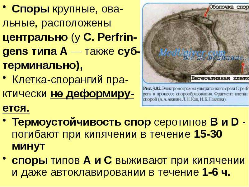 Реферат: Клостридіальна анаеробна інфекція