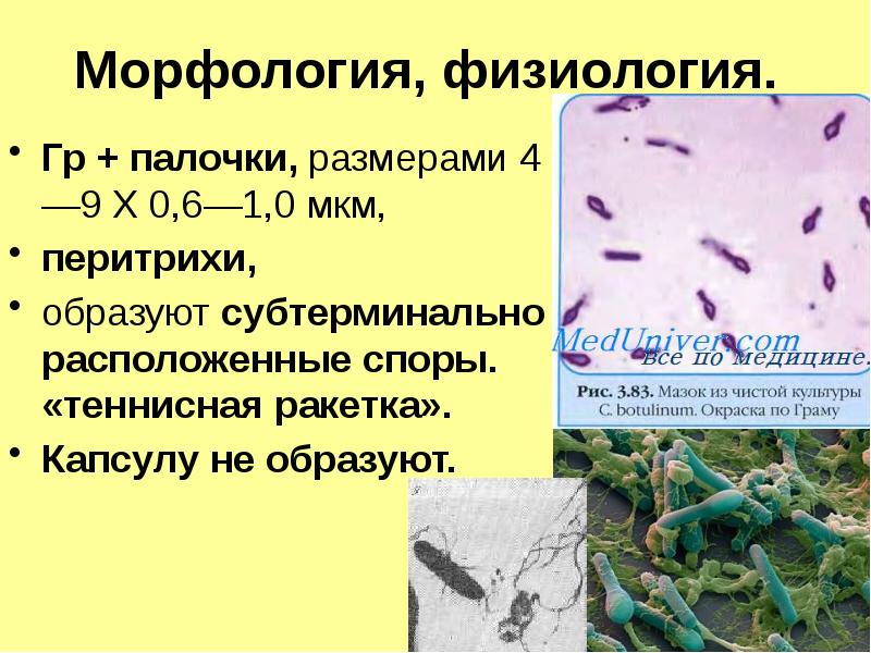 Реферат: Клостридіальна анаеробна інфекція