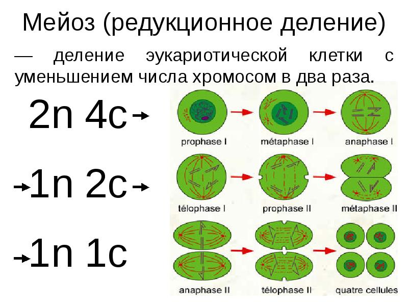 Деление мейоза схема