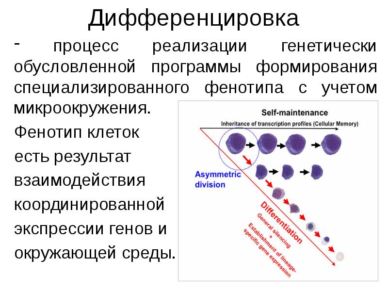 Карта фенотипа пример