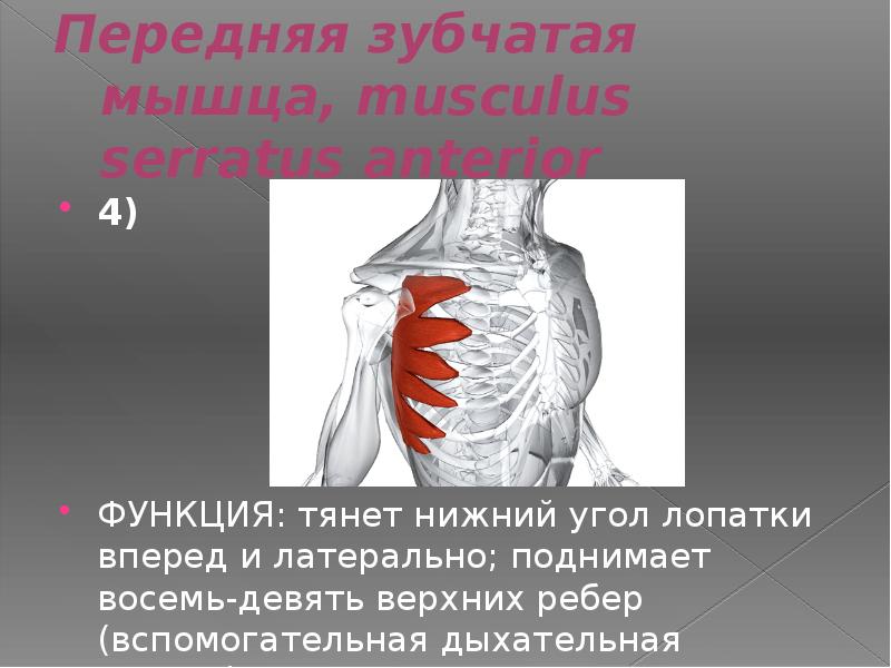 Зубчатые мышцы спины. Serratus anterior функции. Зубчатые мышцы. Передняя верхняя зубчатая мышца. Зубчатая мышца функции.