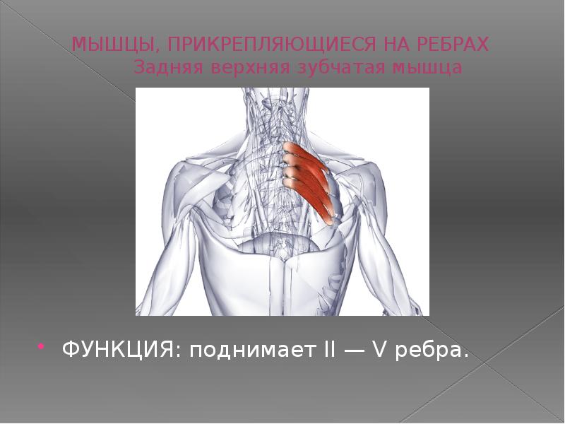 Мышца прикрепление функции. Верхняя задняя зубчатая мышца прикрепляется к. Верхняя задняя зубчатая мышца функции. Зубчатые мышцы ребер. Передняя зубчатая мышца функции.